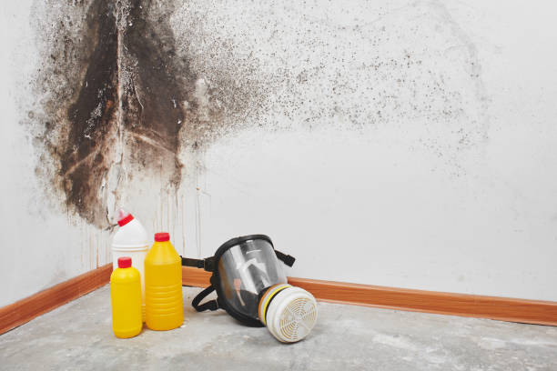 Best Mold Removal Company Near Me  in Fowler, MI