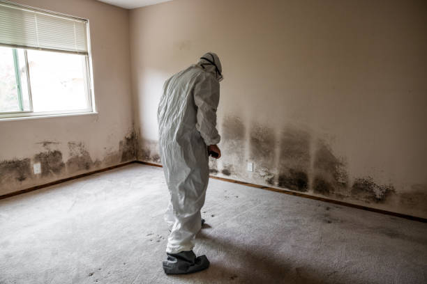 Best Office Mold Removal Services  in Fowler, MI