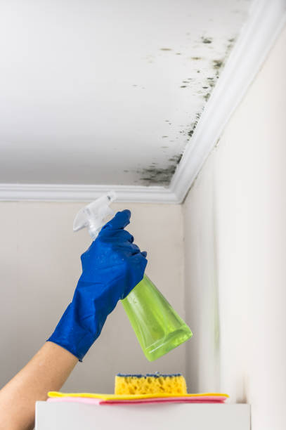 Best Local Mold Removal Service  in Fowler, MI