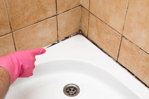 Best Emergency Mold Removal  in Fowler, MI